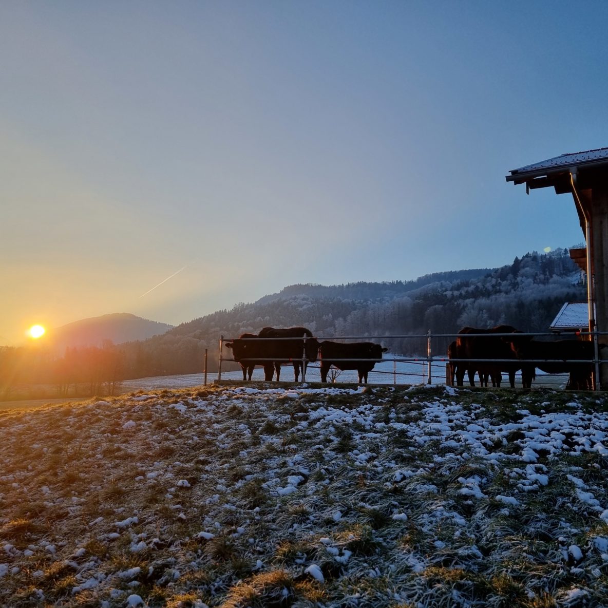 Wagyu Herde steht im Winter bei aufgehender Sonne vor dem Stall.