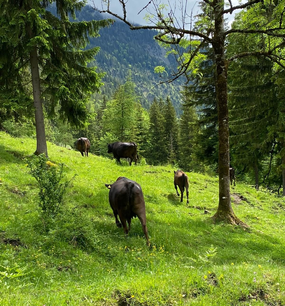 Almgebiet erkunden!